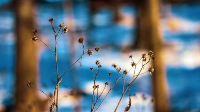 Plants in a snowy background. 